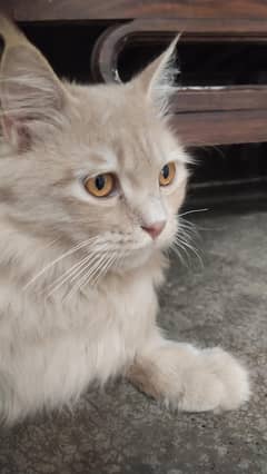 Persian kitten male
