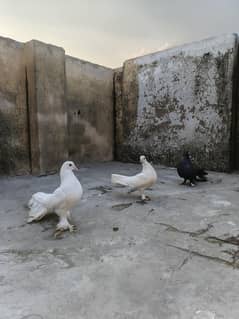 pigeon/ lakay