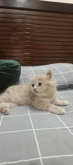 Persian Cat Kittens Triple coat with Doll face