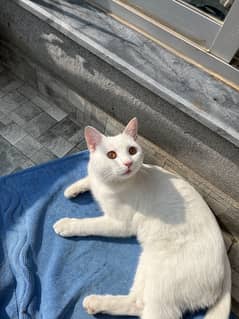 Lost cat - please contact if found.