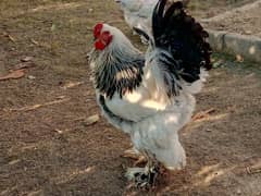 Light Brahma