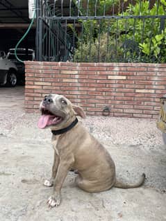 Male Pitbull for Sale