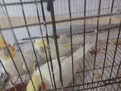 Cockatiel male and female available