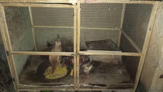 hen