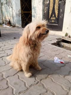 poddle female for sale