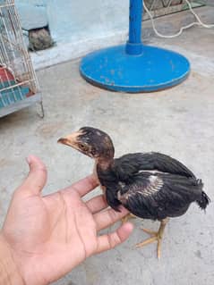 Muske and Lakhe Mainwali Assel Chicks