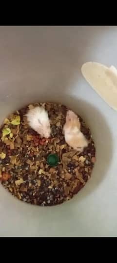 Cute Hamsters for sale