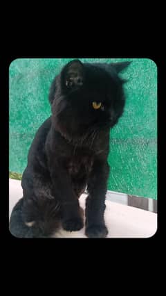 Matte Black Persian Male Cat