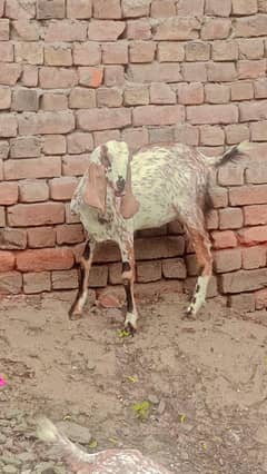 path makhii chiniii