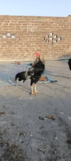 Mianwali Aseel set