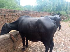buffalo