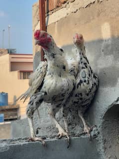 Cheena Aseel pair