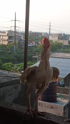 PURE MIANWALI