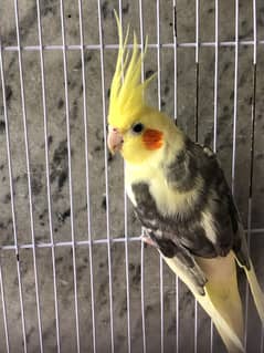 cocktail parrot for sale