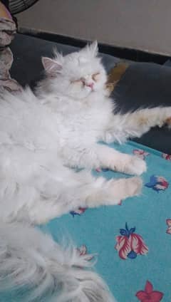 Persian fluffy cat triple coated 6 month