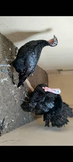 Turkey