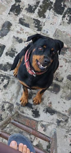 Rottweiler female