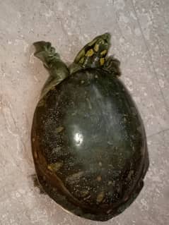indian peacock softshell turtle for sale