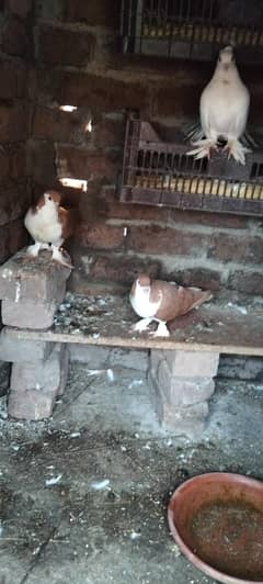pigeon sherazi lucky for sale