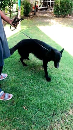 German Shepherd  black