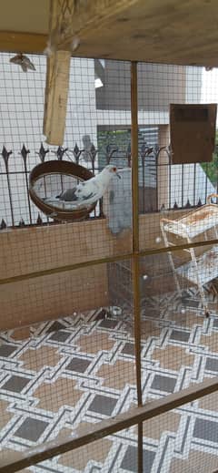 Dimond pied Breeder Male for sale