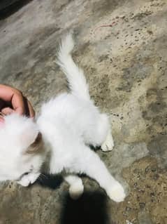 Persian