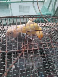 love birds
