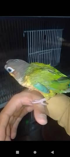 Green Chick Conor Hand tanme zero Biet Self. . . . 03059322440