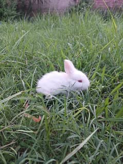 angora