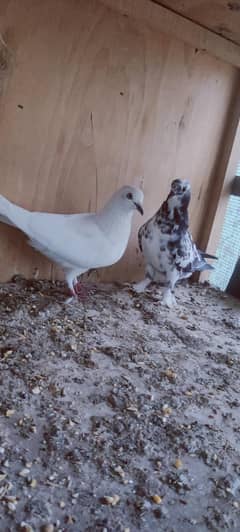 Pigeon