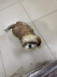 shitzu