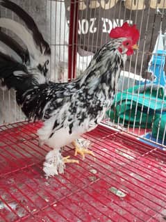 rare molted mili flor male top quality available
