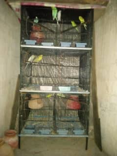 Parrots