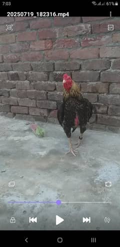 aseel gava