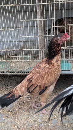 aseel murga or murgi old breed