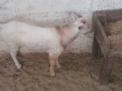Healthy Teddy Bakra for Sale – Only Rs. 29,000 |