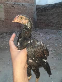 6 aseel chick for sale