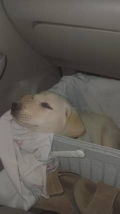labrador retriever