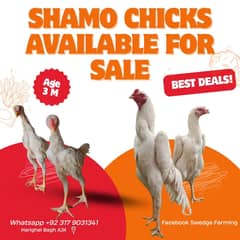 white shamo chicks 3 months age
