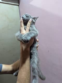 gray