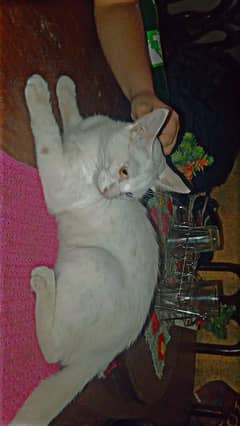 Persian
