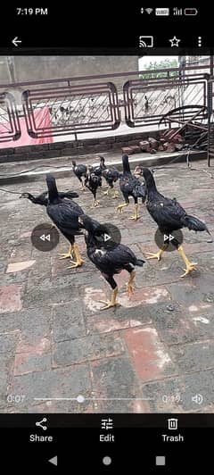 Pure aseel phaty and phatian