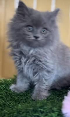 Parisian Kitten For Sale Contact 03317047936 Whatsapp Number