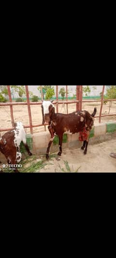 Sindh ki rewayati nasal  Nar mada