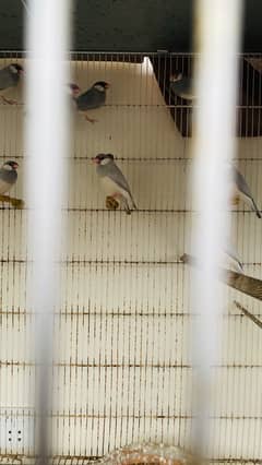 Java Finches
