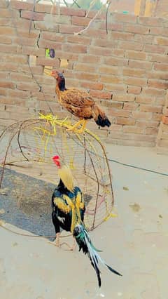 One Month Aseel Active Chick's For Sale