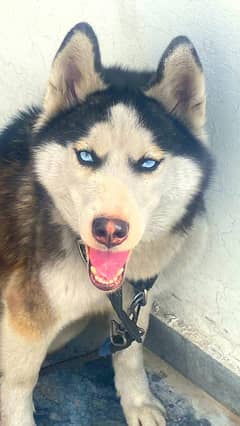 Husky Turning wali female age 2 saal O3288101737 what's ap number