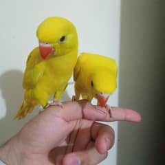 yellow ringneck chick home breed 2 time feed