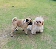 Shitzu & pug