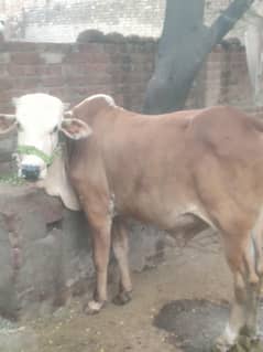 Bull For Sale / Bachra / Bail / OX